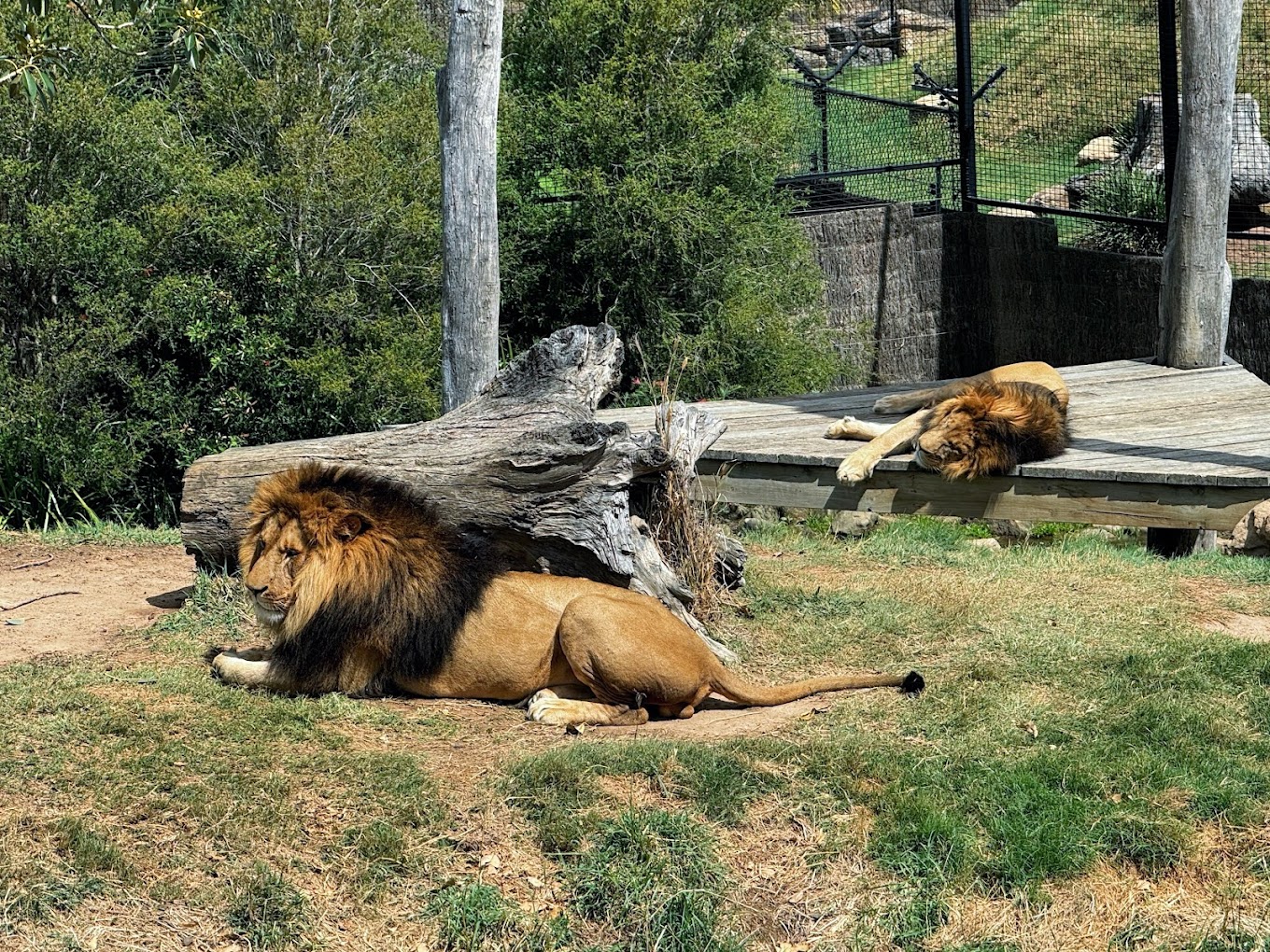 Sydney Zoo exhibits at Eastern Creek