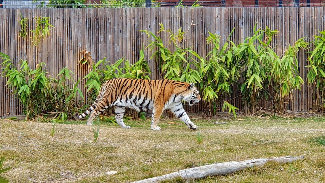 Sydney Zoo animal viewing area